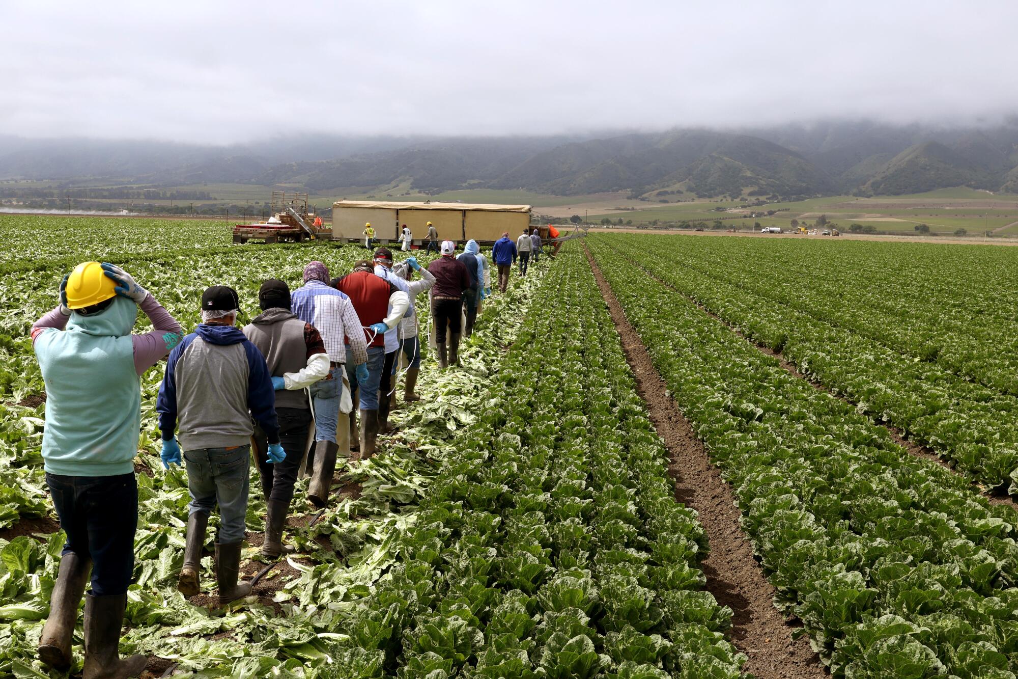 Migrant workers head into a field to harvest plump romaine lettuce under cloudy skies.