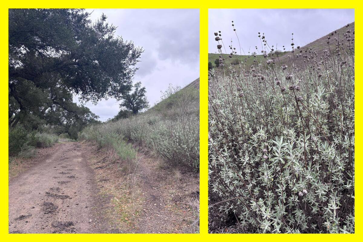 Sage, planted by nonprofit workers and volunteers, lines a dirt path in Cheeseboro Canyon.