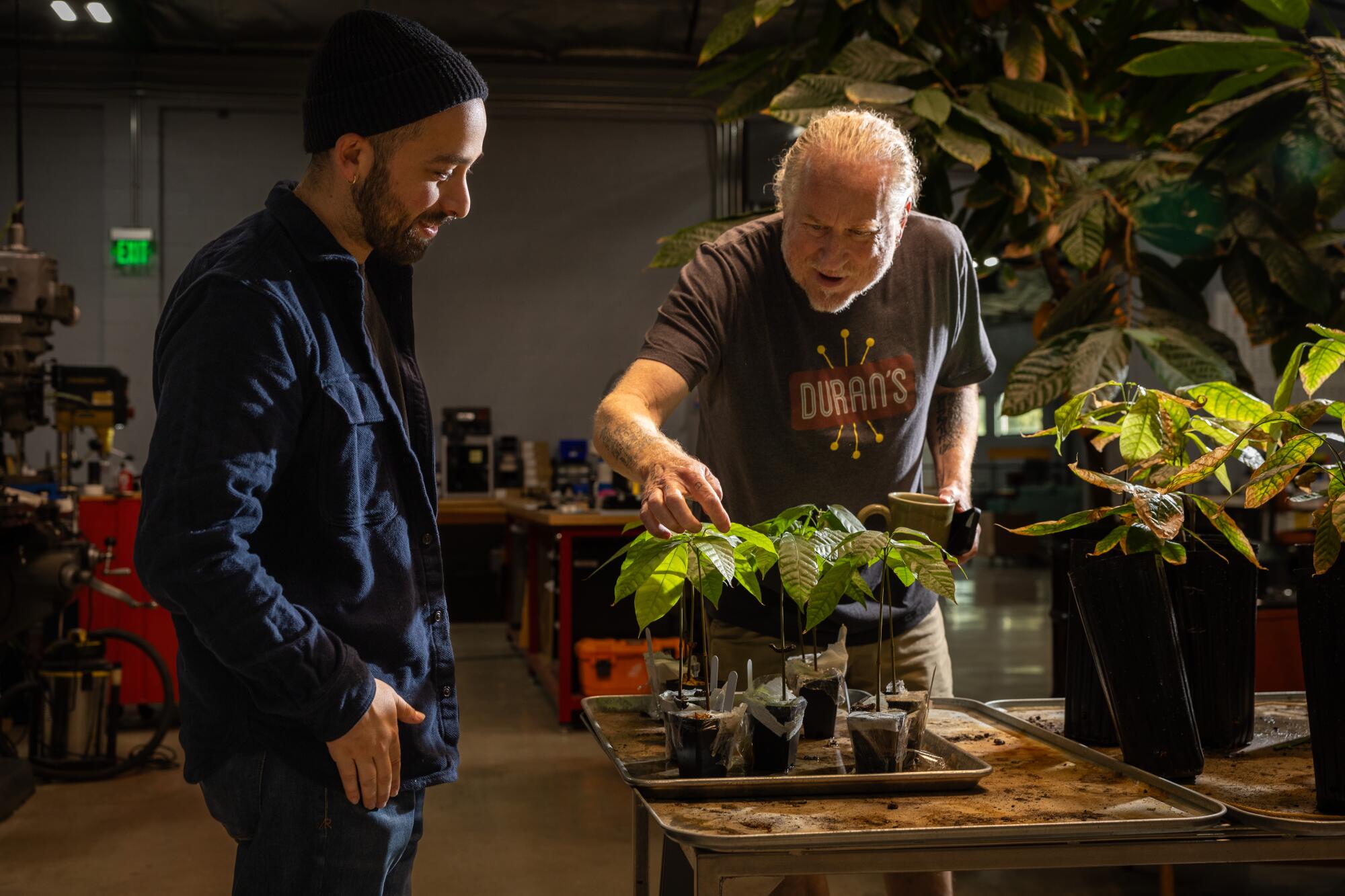Two casually dressed men lean over small cacao saplings on a table.