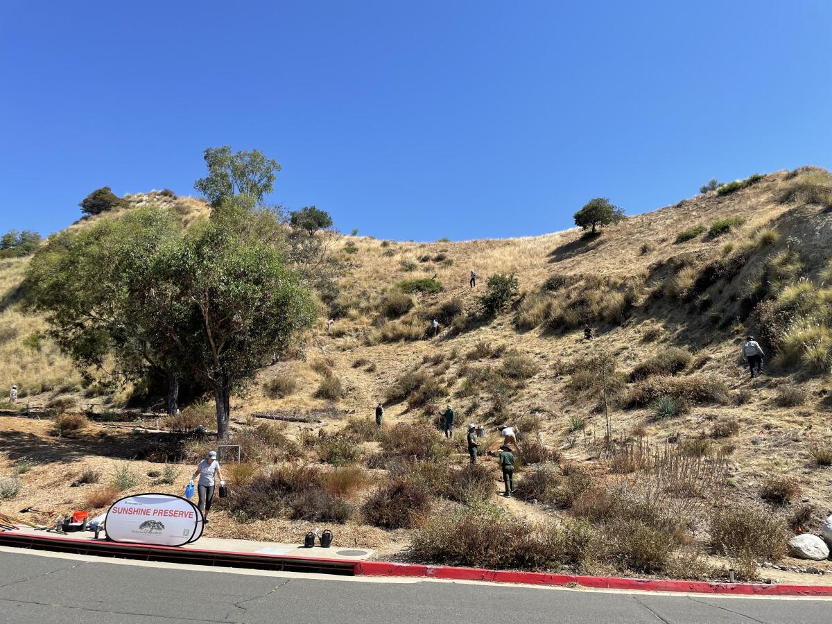 Volunteers help improve the landscape at Sunshine Preserve in Glendale.