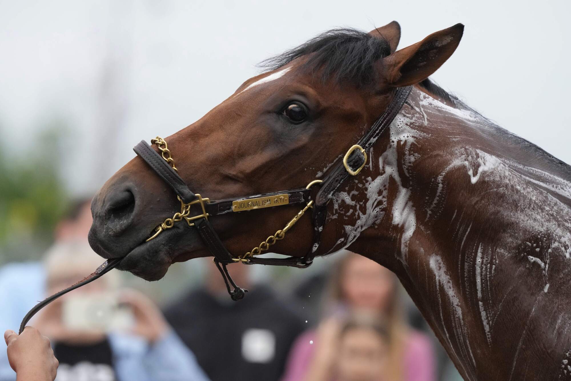 Journalism, the favorite for victory in the 151st running of the Kentucky Derby, gets a bath at Churchill Downs.