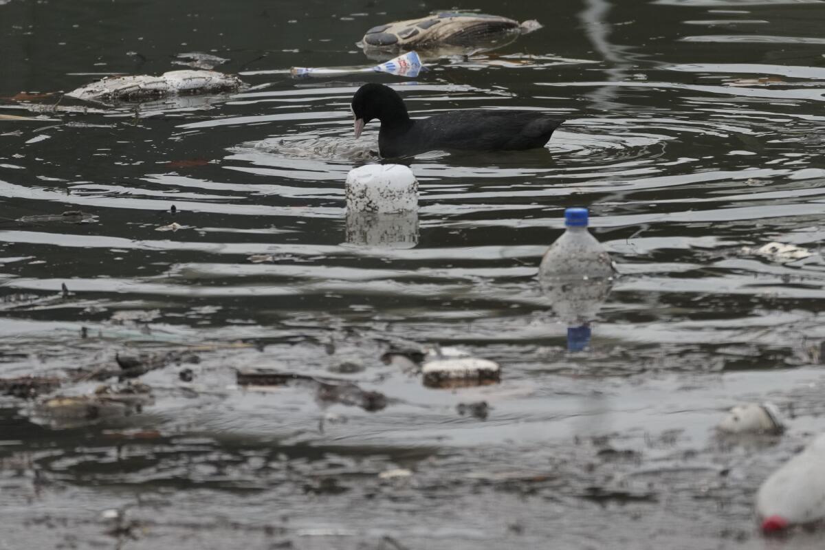 A coot floats between dumped plastic bottles and waste.
