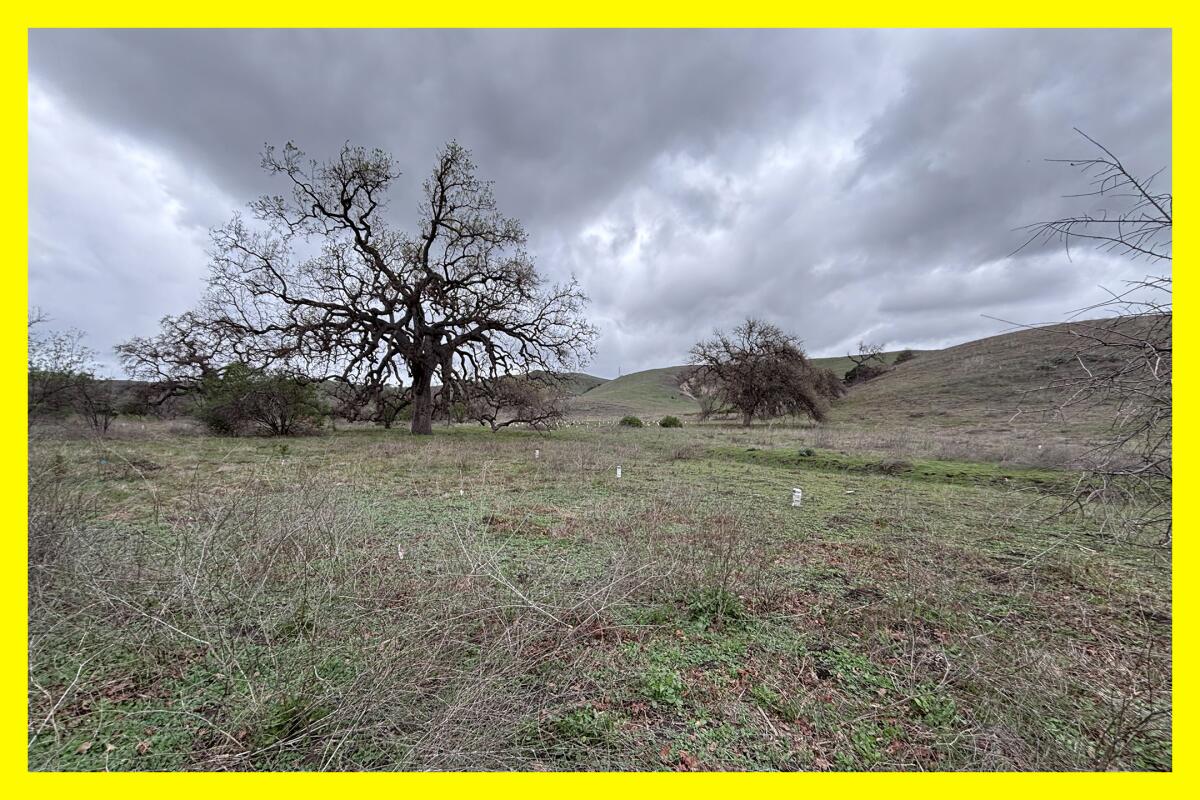 Some remnant oak trees survived the ranching era of Cheeseboro Canyon.